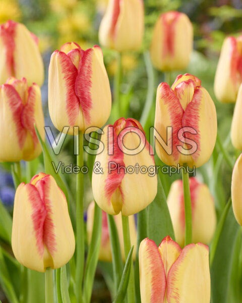 Tulipa Cape Town Tulipa Cape Town