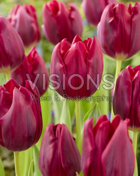 Tulipa Purple Stone Tulipa Purple Stone