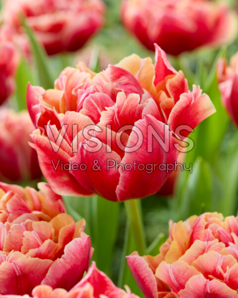 Tulipa Verona Sunrise Tulipa Verona Sunrise