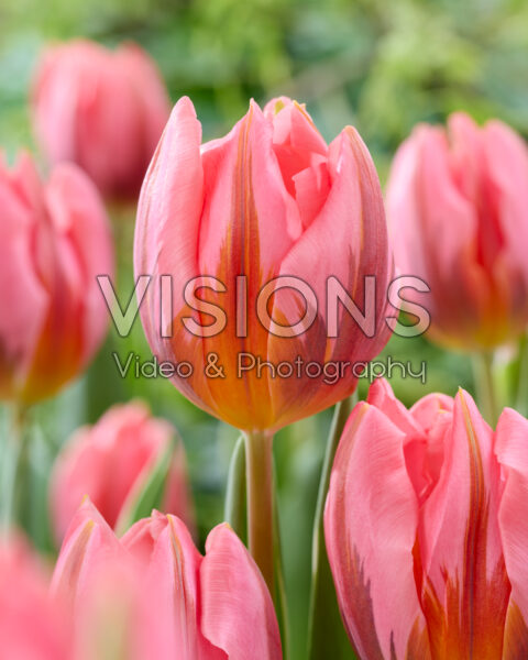 Tulipa Pretty Princess Tulipa Pretty Princess
