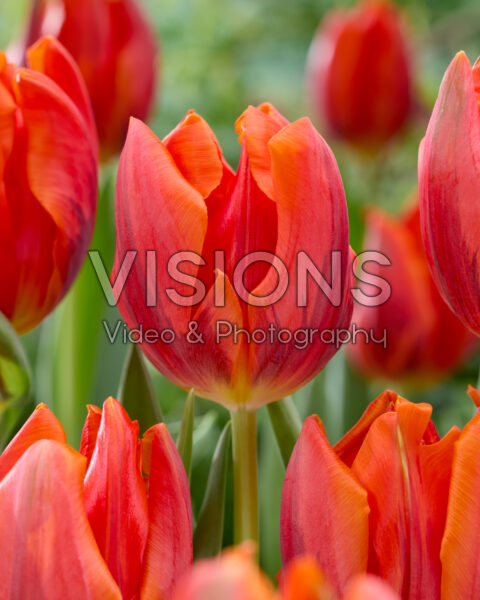 Tulipa Hermitage Tulipa Hermitage