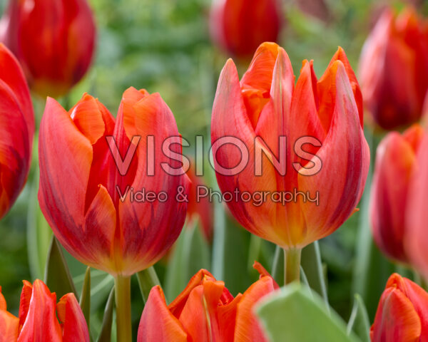 Tulipa Hermitage Tulipa Hermitage
