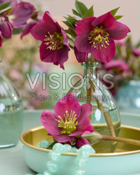 Helleborus Spring Sparkle Red Helleborus Spring Sparkle Red
