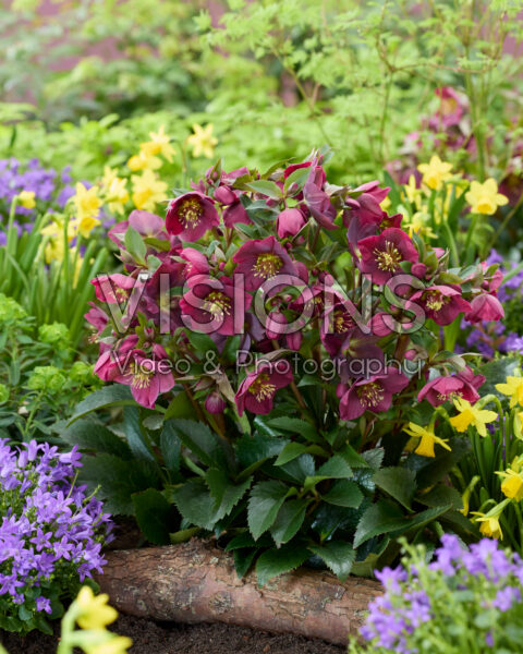 Helleborus Spring Sparkle Red Helleborus Spring Sparkle Red