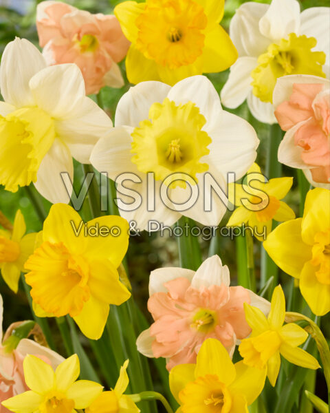 Narcissus mix Narcissus mix