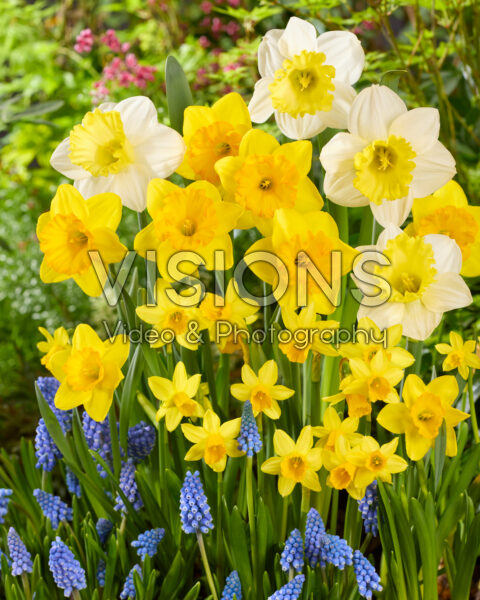 Spring mix Narcissus and Muscari Spring mix Narcissus and Muscari