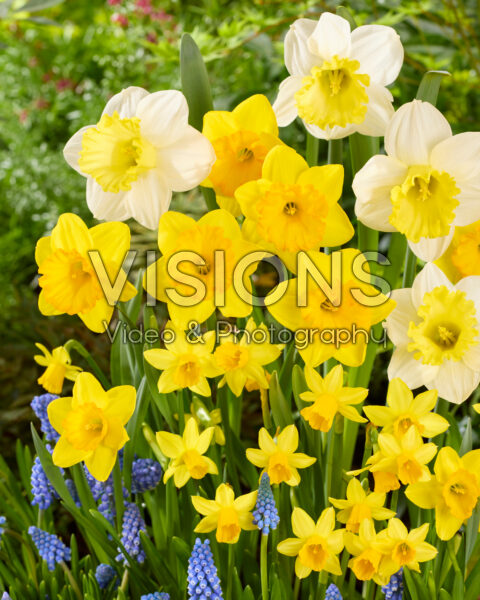 Voorjaarsmix Narcissus en Muscari Voorjaarsmix Narcissus en Muscari