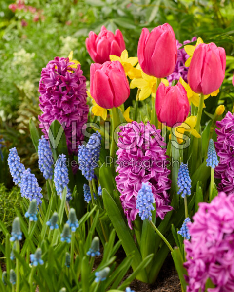 Spring flowers mixed Spring flowers mixed