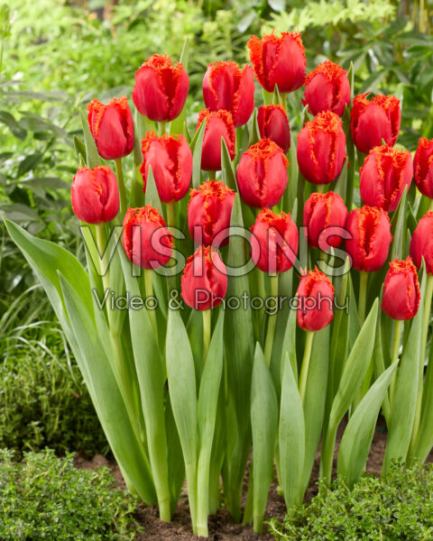 Tulipa 530-269-10-1601 Tulipa 530-269-10-1601