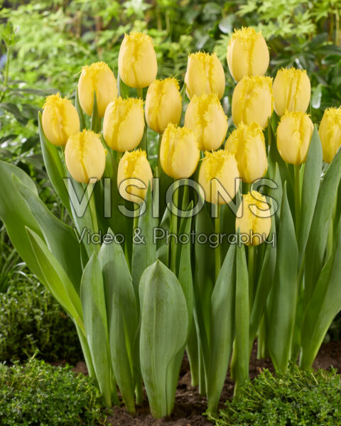 Tulipa 627-639-10-1502 Tulipa 627-639-10-1502