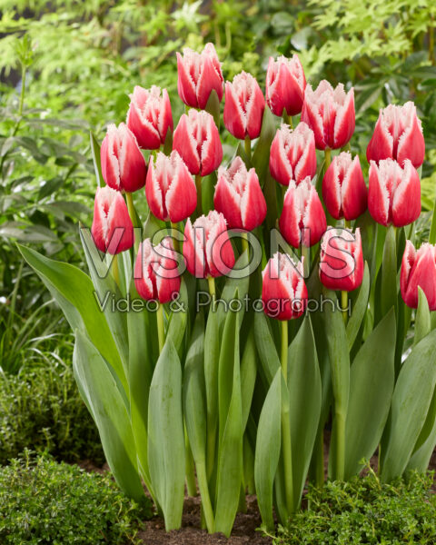 Tulipa 486-580-08-1401 Tulipa 486-580-08-1401