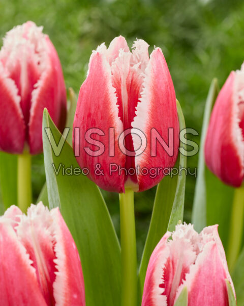 Tulipa 486-580-08-1401 Tulipa 486-580-08-1401