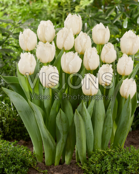 Tulipa 530-269-10-1601 Tulipa 530-269-10-1601