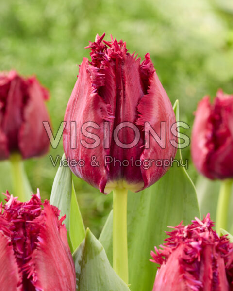Tulipa Think Twice Tulipa Think Twice