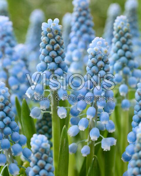 Muscari Mabel Muscari Mabel