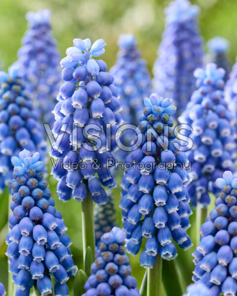 Muscari Marleen Muscari Marleen