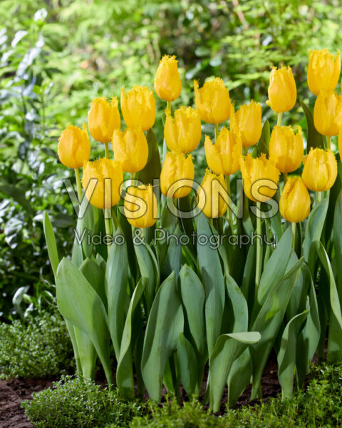 Tulipa Golden Years Tulipa Golden Years