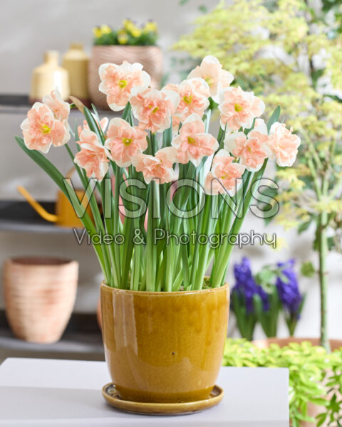 Narcissus Apricot Whirl Narcissus Apricot Whirl