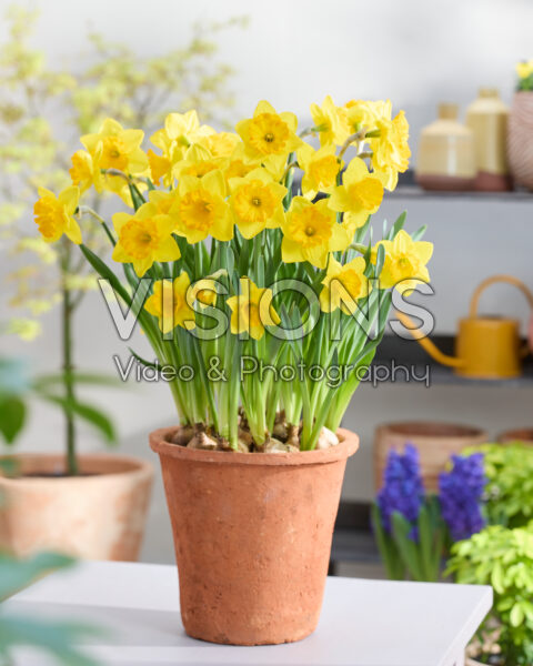 Narcissus Aventura Narcissus Aventura