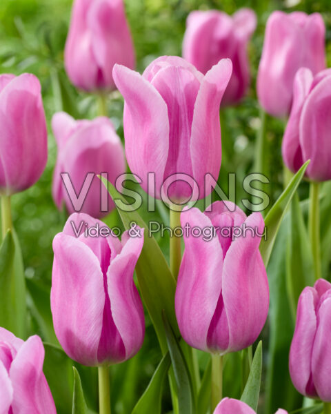 Tulipa Fresh Start Tulipa Fresh Start