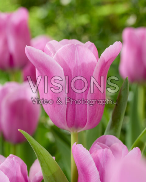 Tulipa Fresh Start Tulipa Fresh Start