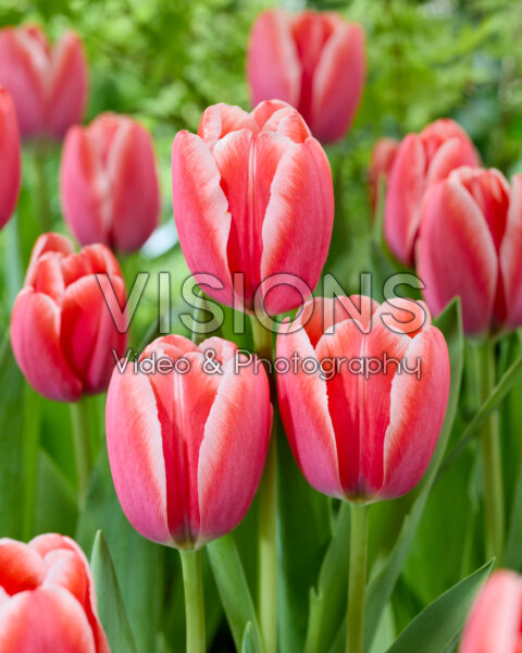 Tulipa Scott Tulipa Scott