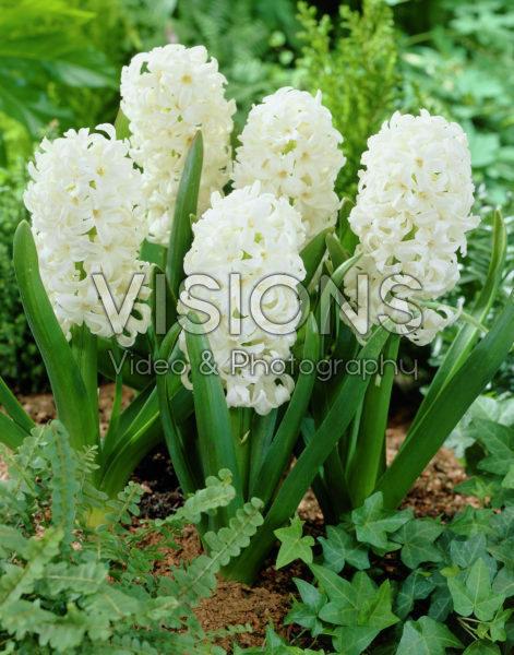Hyacinthus Top White