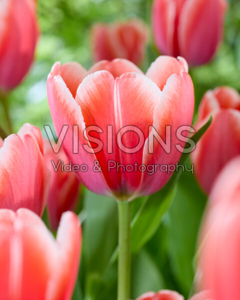 Tulipa Scott Tulipa Scott