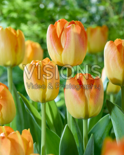 Tulipa Radiant Tulipa Radiant