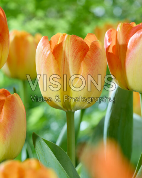 Tulipa Radiant Tulipa Radiant