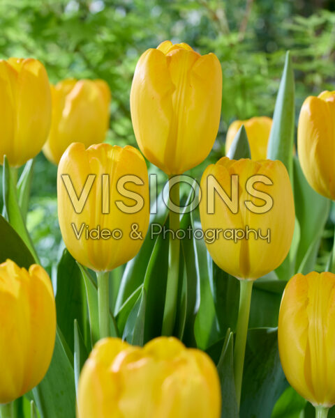 Tulipa Vision Tulipa Vision