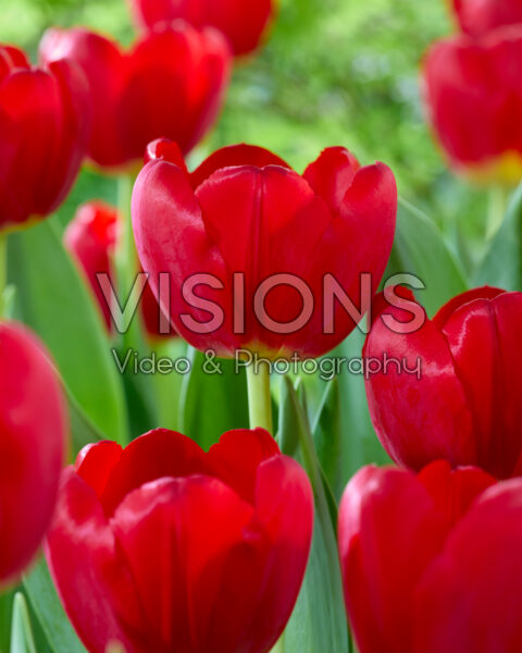 Tulipa Proton Tulipa Proton