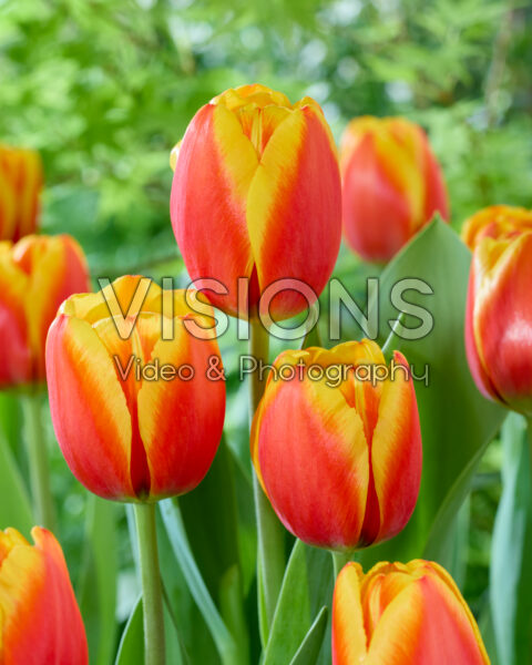 Tulipa Gold Burst Tulipa Gold Burst