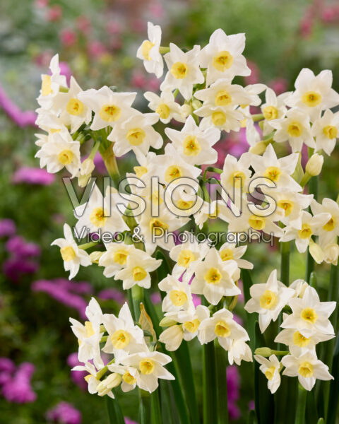 Narcissus Avalanche Narcissus Avalanche