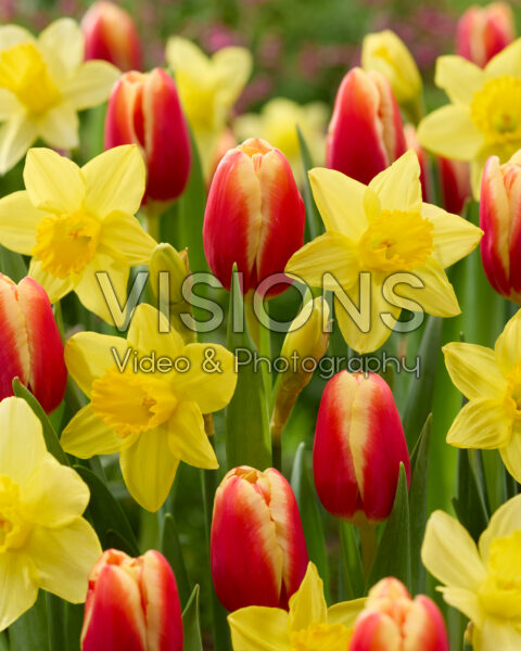 Tulipa and Narcissus combination Tulipa and Narcissus combination