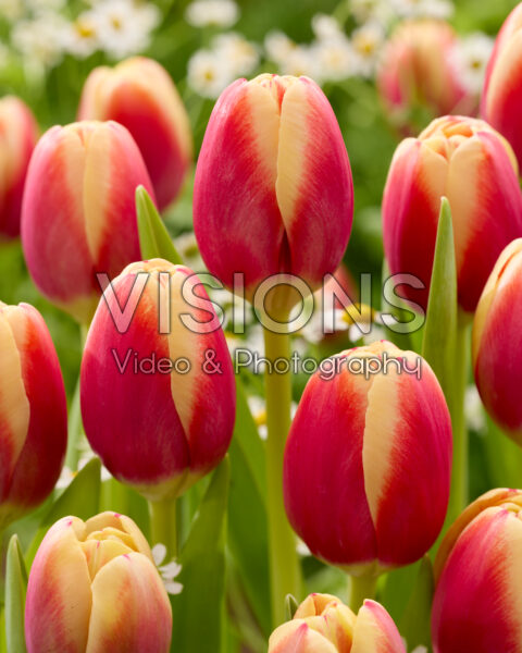 Tulipa tweekleurig Tulipa tweekleurig