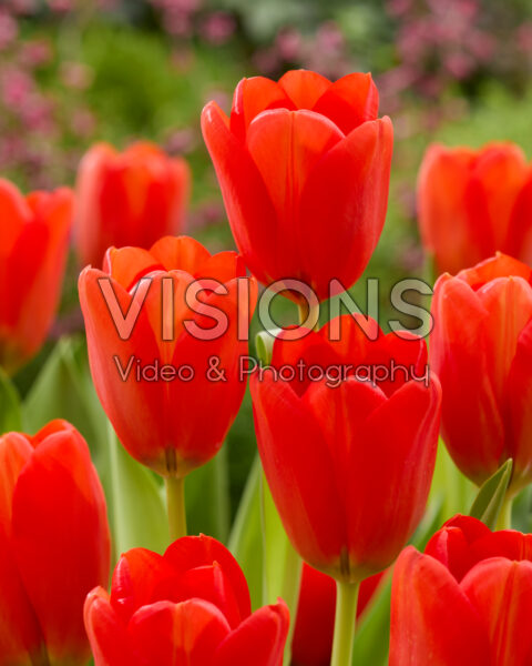Tulipa red Tulipa red