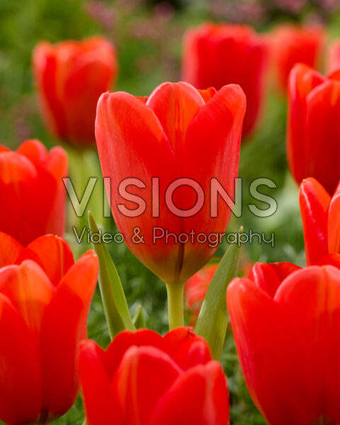Tulipa red Tulipa red