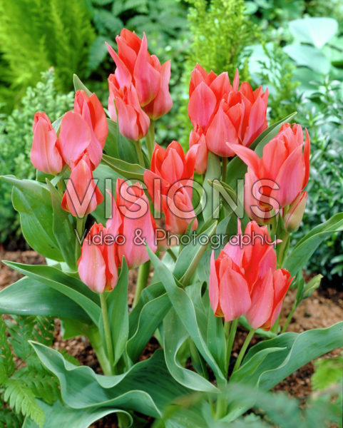 Tulipa Toronto