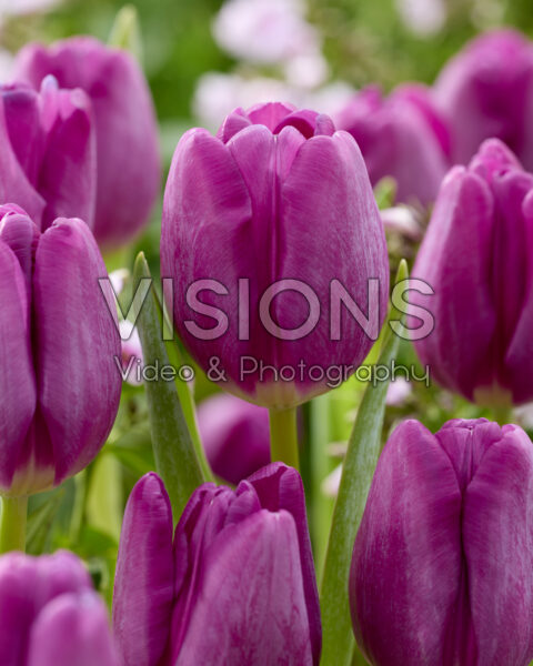Tulipa purple Tulipa purple