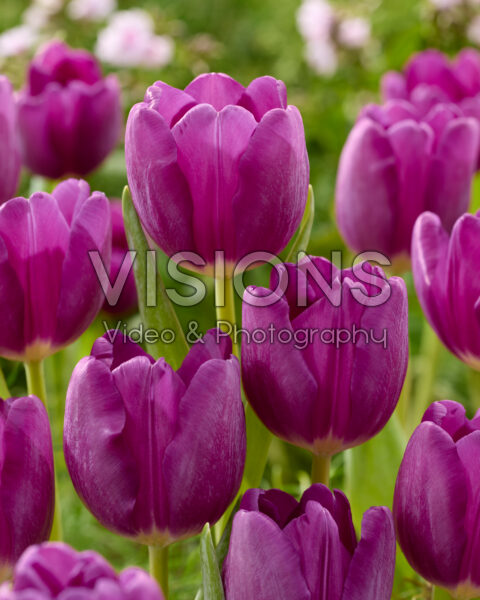 Tulipa purple Tulipa purple