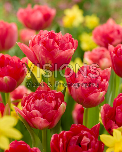 Tulipa double flowering Tulipa double flowering
