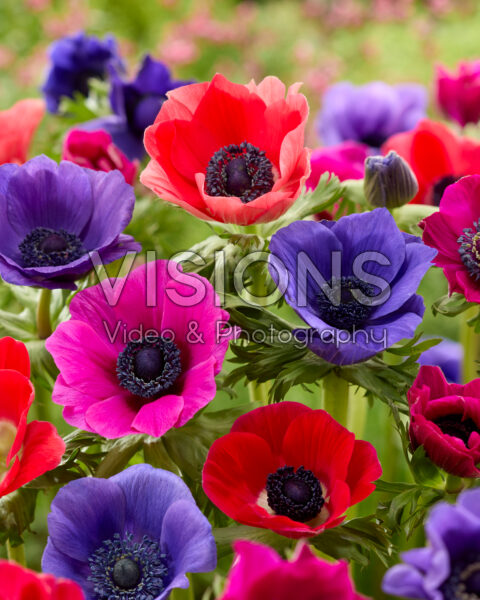 Anemone gemengd Anemone gemengd