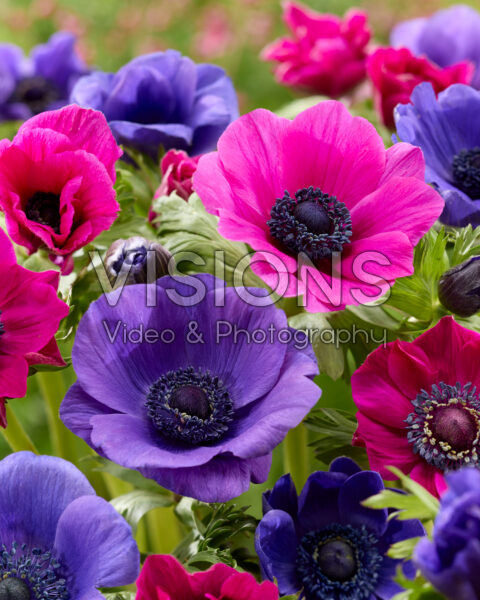 Anemone Galil Blue, Galil Purple Anemone Galil Blue, Galil Purple