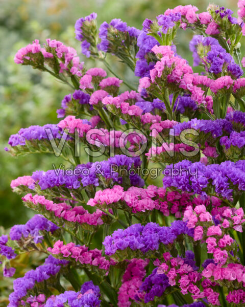 Limonium sinuatum Limonium sinuatum