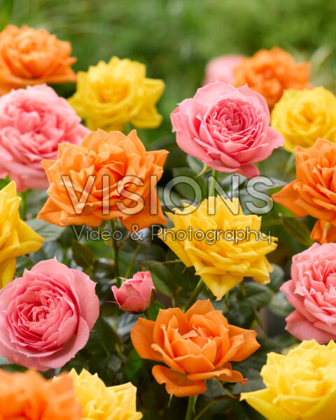 Rosa gemengd Rosa gemengd