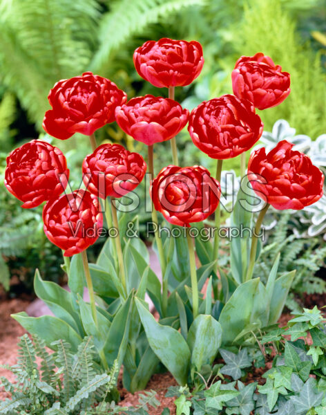Tulipa Miranda
