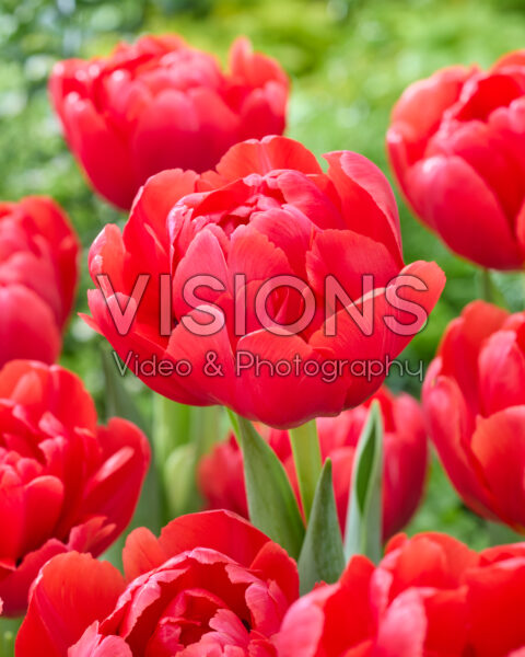 Tulipa Belgravia Tulipa Belgravia