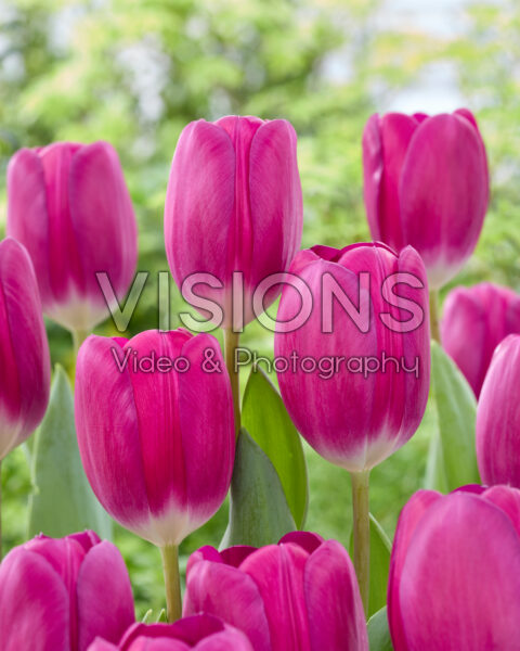 Tulipa Roeska Tulipa Roeska