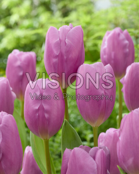 Tulipa Maldano Tulipa Maldano